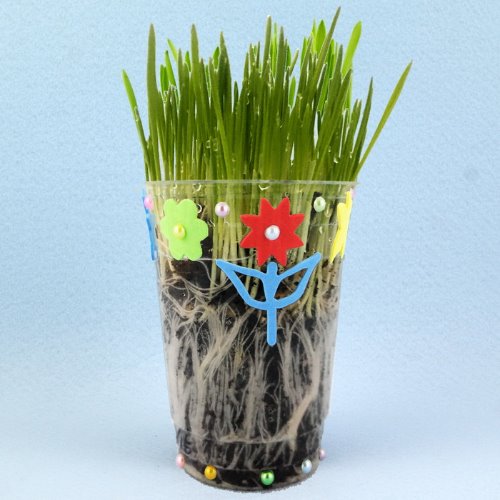 5인 뿌리가보이는 보리새싹 성장세트 - 흙배양토